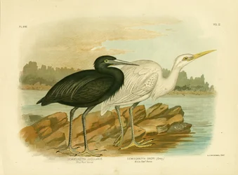 Czapla niebieska rafa, 1891