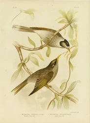 Garrulous Honeyeater lub Noisy Miner, 1891