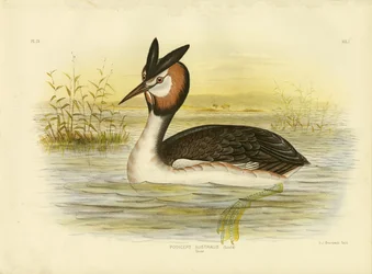 Perkoz dwuczuby, 1891