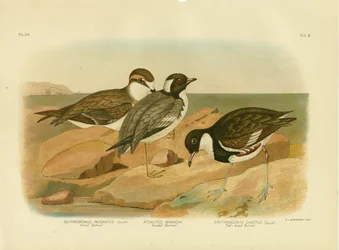 Dotterel z kapturem, 1891