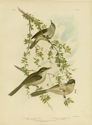 Miodownik Lewina, 1891