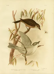 Mała Dzierzba – Drozd, 1891