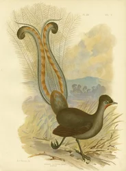 Lirogon, 1891