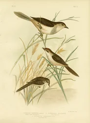 Cincloramphus Rufous lub Rufous Songlark, 1891