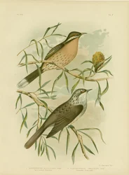 Miodownik z kolczastym policzkiem, 1891