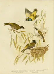 Miodojad z Łabędziej Rzeki, 1891