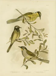 Zróżnicowany Miodownik, 1891