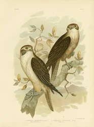 Western Brown Hawk, 1891