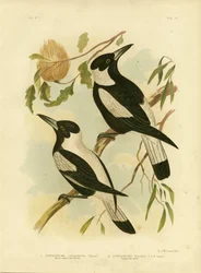 Wrona białogrzbieta dzierzba, 1891