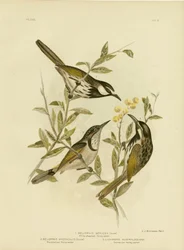 Głuszec białoszyi, 1891