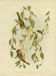 Miodownik białogardły, 1891