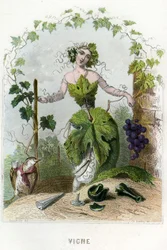 Ilustracja dla "Les Fleurs Animees