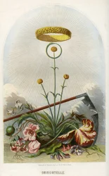 Ilustracja dla "Les Fleurs Animees