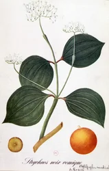 Liście, kwiaty i owoce strychnosa (wymiotny orzech lub nux vomica) - w „Animated Flowers” Grandville, b.d. 19.