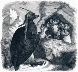 Orzeł i Sowa, ilustracja z „Bajek La Fontaine”,