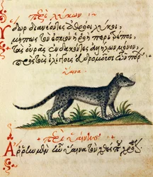 Traktat o hienie, test i miniatura z De animalium natura et proprieta libellus, autorstwa Aelianus (II-III wne)