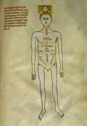 Deski anatomiczno-chirurgiczne: lokalizacja narządów męskich. W „Liber notables Filippi siódmy król Franków, wydobyty z ksiąg Galien”” Gui de Pavia około 1345. Chantilly, Musee Conde