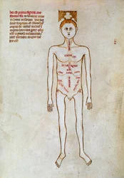 Chirurgia: przedstawienie ludzkiego ciała. Miniatura w „Liber notables Filippi siódmy król Franków, wydobyty z ksiąg Galien” napisany przez Gui (Guy) z Pawii