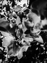 Flower nº 12, 2025 (zdjęcie)