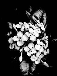 Flower nº 26, 2025 (zdjęcie)