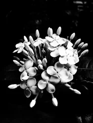Flower nº 27, 2025 (zdjęcie)