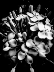 Flower nº 28, 2025 (zdjęcie)
