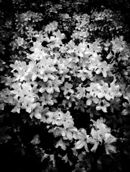 Flower nº 2, 2025 (zdjęcie)