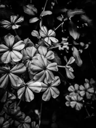 Flower nº 33, 2025 (zdjęcie)