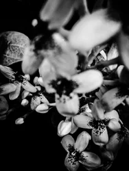 Flower nº 34, 2025 (zdjęcie)