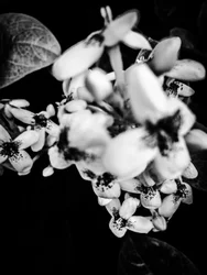 Flower nº 36, 2025 (zdjęcie)