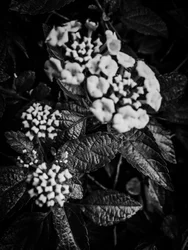 Flower nº 37, 2025 (zdjęcie)