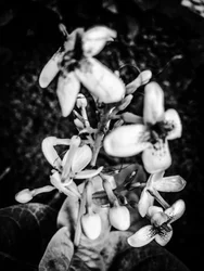 Flower nº 38, 2025 (zdjęcie)