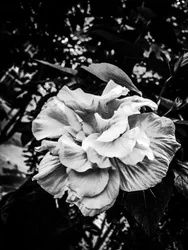 Flower nº 39, 2025 (zdjęcie)