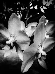 Flower nº 3, 2025 (zdjęcie)
