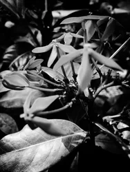 Flower nº 8, 2025 (zdjęcie)