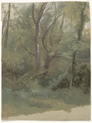 leśny widok