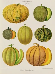 Melony: Tab. XIX, z "Albumu Benary"