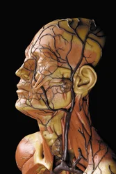 Szczegół anatomicznego męskiego modelu ecorche, przedstawiający mięśnie, tętnice i żyły, układ krążenia i nerwowy
