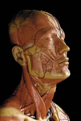 Szczegół męskiego modelu anatomicznej ecorche, przedstawiający mięśnie, tętnice i żyły, krążenie i układ nerwowy (wosk) (patrz również 469823 do 469827)