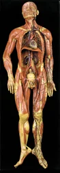 Męski anatomiczny model écorché, ukazujący mięśnie, tętnice i żyły, układ krążenia i układ nerwowy
