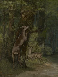 Francuski: Cerfs dans la forêt Jelenie w lesie
