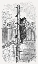 „Niedźwiedzia jama – ogrody zoologiczne”, 1872 r.