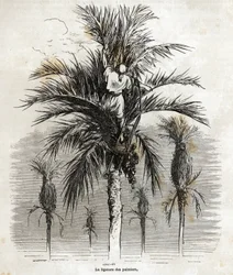 Podwiązanie palm w Elche w celu zachowania bieli w celu ich splatania, rysunek Gustave Dore (1832-1883), ilustrujący jego podróż do Hiszpanii w 1862 r. z Ch. Davilliera. Grawerowanie w „”Le tour du monde””, pod redakcją E