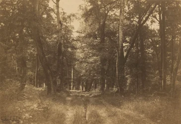Bas-Bréau, las Fontainebleau, 1849-1852 (zdjęcie)