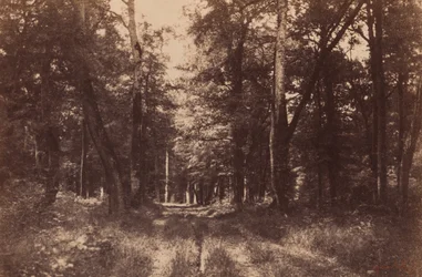 Bas-Breau, las Fontainebleau, 1852 (zdjęcie)