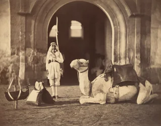 Leżący wielbłąd, ok. 1866 (fotograwiura)