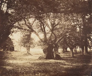 Pusty dąb, Fontainebleau, 1855-57.