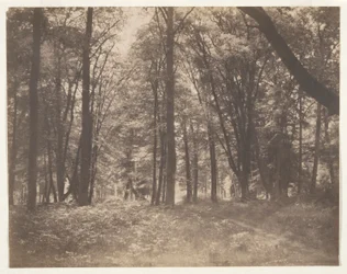 La forêt de Fontainebleau (Las w Fontainebleau)
