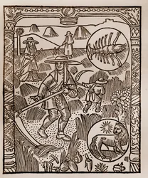 Kalendarz pasterza - Praca miesiąca - Lipiec - Drzeworyt z książki z 1496 r. wydrukowanej przez Guya Marchanta (Guido Mercator) w Troyes - Hay, la coupe des hay - Grawerowanie sur bois in „” Le grand Calendrier et compost des shepherds” -