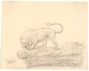 Lew na skale. Szuka przelatującego ptaka